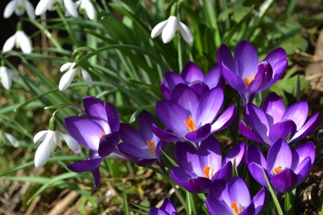 Crocuses and snowdrops